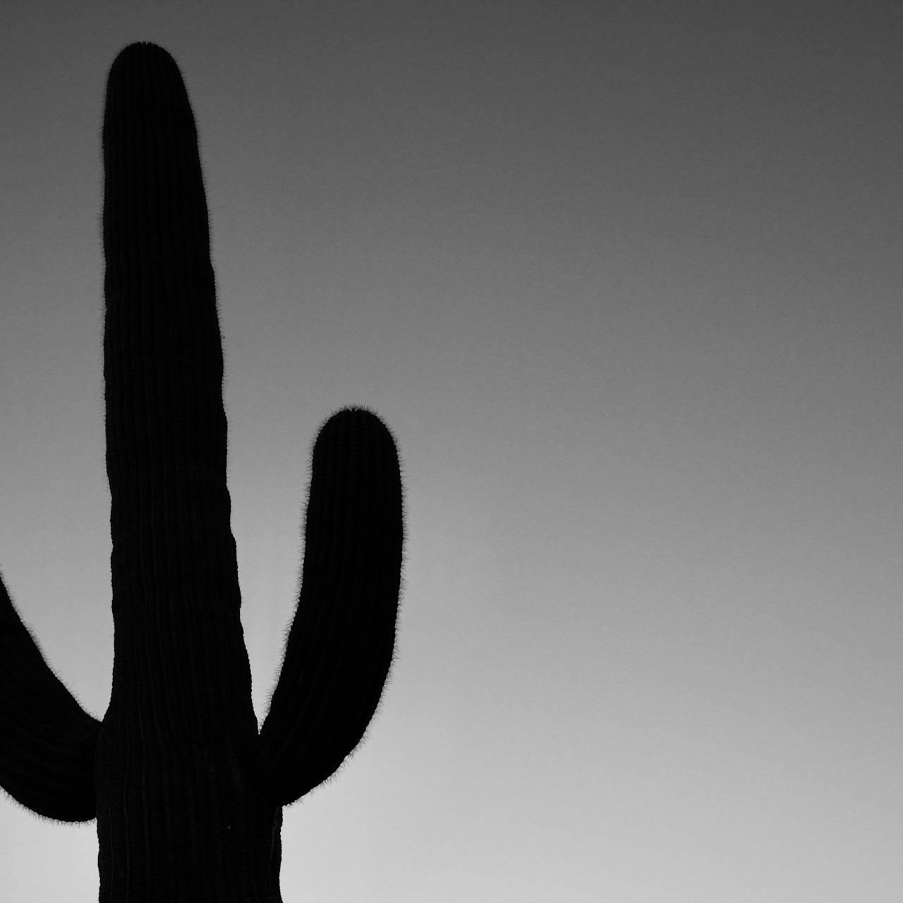 Cactus - Baby Keem @adilsonlucau